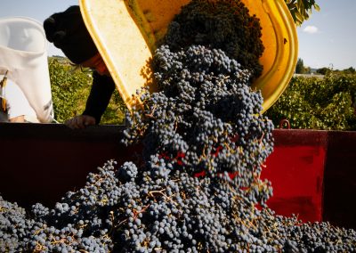Vendanges 2022 : C’est parti !